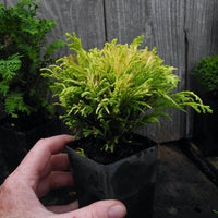 Mini Tree Set: Cumulus Cypress, Fernspray Cypress, Golden Mops Cypress