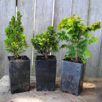 Mini Garden Tree Set: Jean's Dilly Spruce, Tompa Dwarf Spruce & Fernspray Gold Hinoki