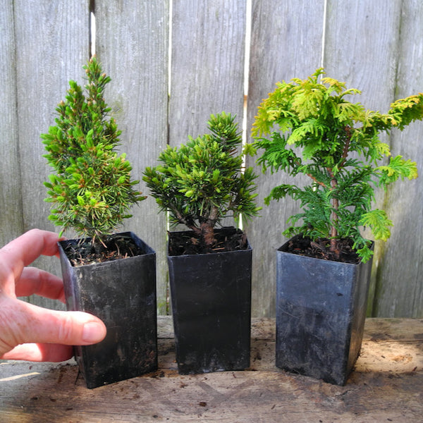 Mini Garden Tree Set: Jean's Dilly Spruce, Tompa Dwarf Spruce & Fernspray Gold Hinoki