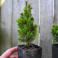 Mini Garden Tree Set: Jean's Dilly Spruce, Tompa Dwarf Spruce & Fernspray Gold Hinoki