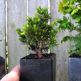 Mini Garden Tree Set: Jean's Dilly Spruce, Tompa Dwarf Spruce & Fernspray Gold Hinoki