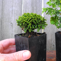 Mini Garden Tree Set: Jean's Dilly Dwarf Spruce, Tsukumo Sawara Cypress & Fernspray Gold Hinoki Cypress