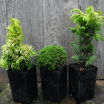 Mini Tree Set: Nana Lutea Hinoki Cypress, Tsukumo Cypress, Fernspray Gold Cypress