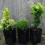 Mini Tree Set: Nana Lutea Hinoki Cypress, Tsukumo Cypress, Fernspray Gold Cypress