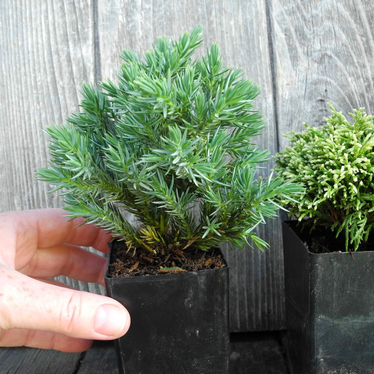 Mini Blue Star Dwarf Juniper — Juniperus squamata 'Blue Star'
