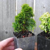 Mini Tree Set: Thoweil Hinoki Cypress, Butter Ball Hinoki Cypress & Primo Arborvitae