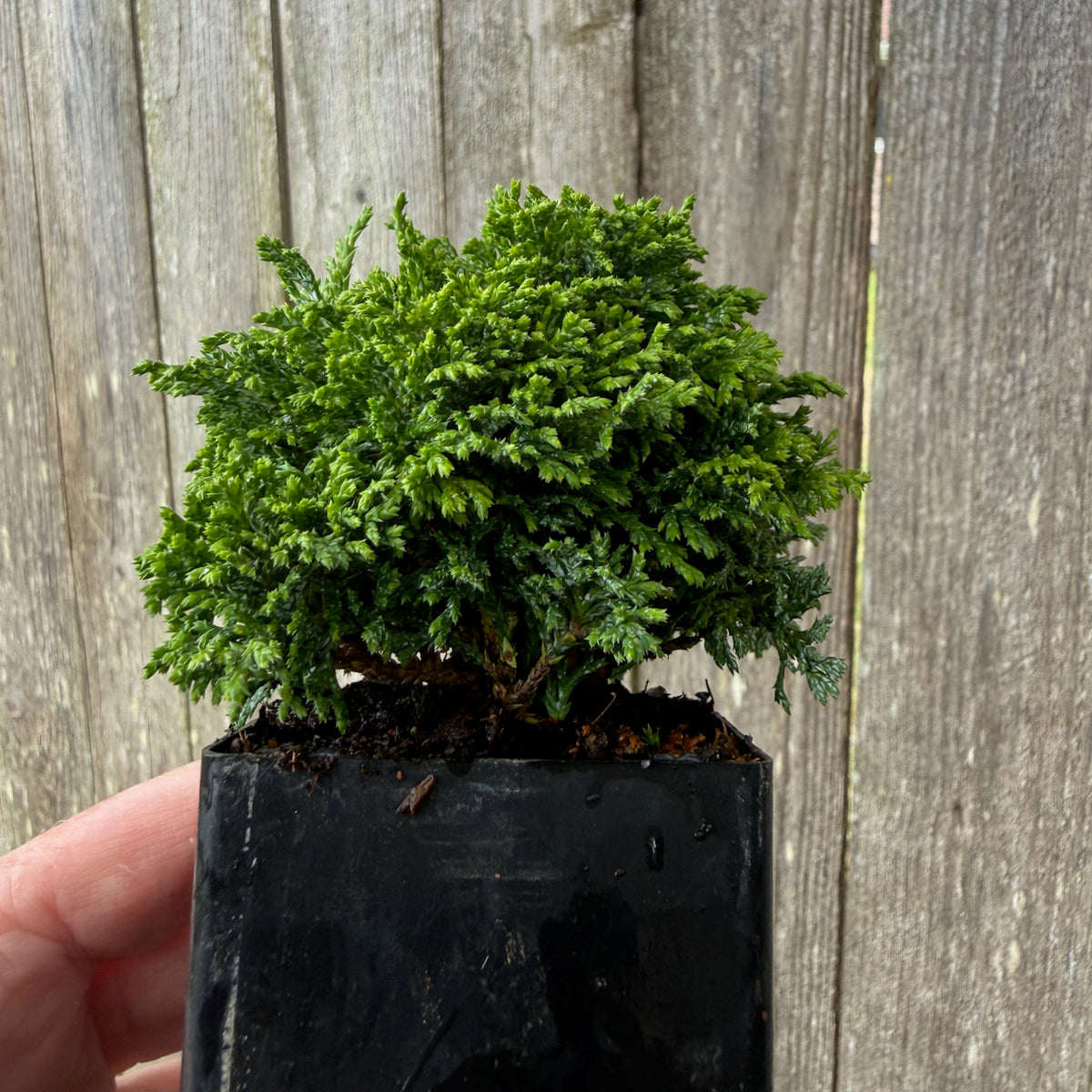 Mini Tsukumo Dwarf Sawara Cypress — Chamaecyparis pisifera 'Tsukumo'