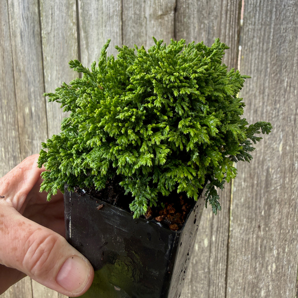 Mini Tsukumo Dwarf Sawara Cypress — Chamaecyparis pisifera 'Tsukumo'