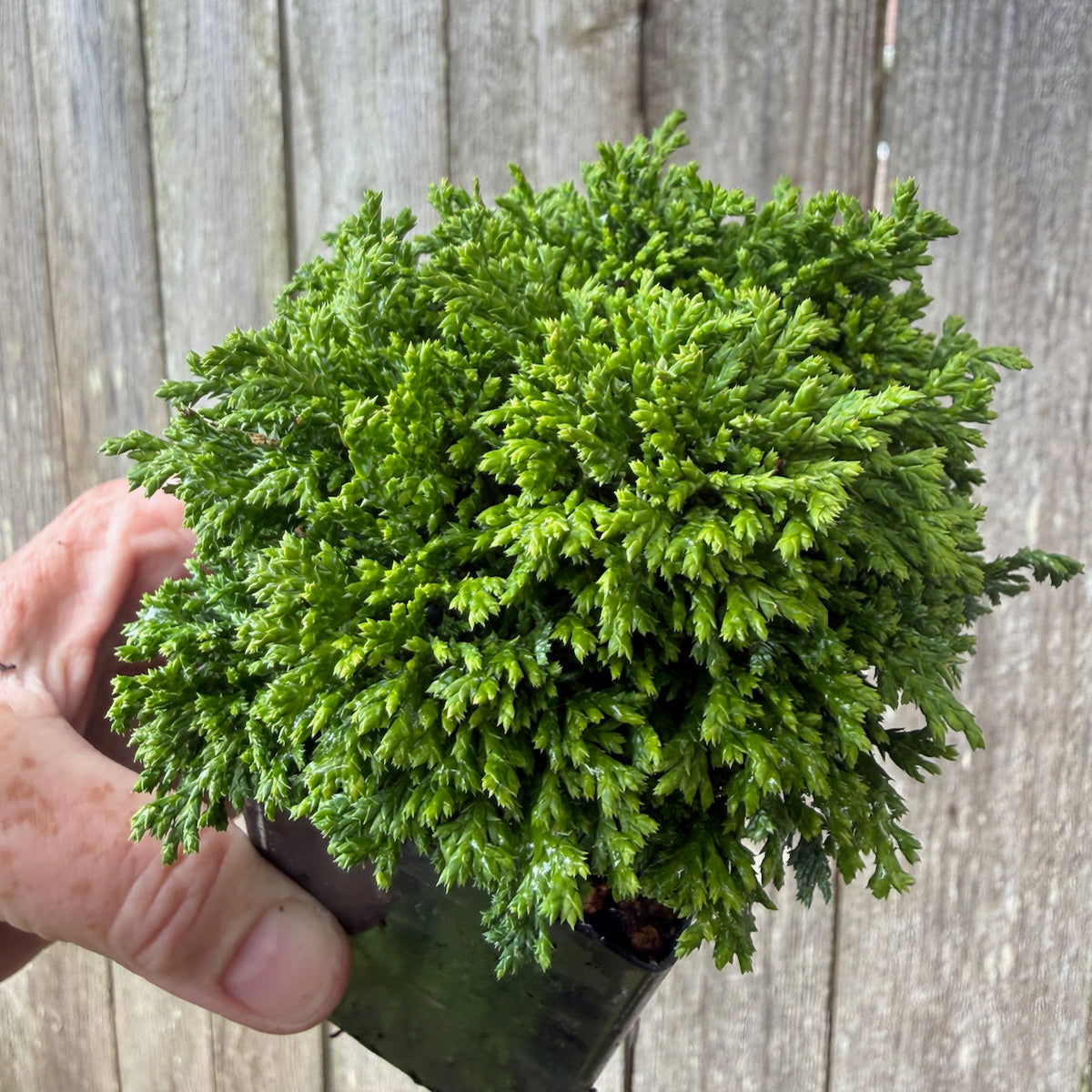 Mini Tsukumo Dwarf Sawara Cypress — Chamaecyparis pisifera 'Tsukumo'