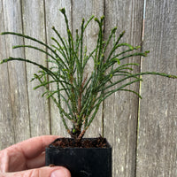 Mini Whipcord Western Red Cedar — Thuja plicata 'Whipcord'