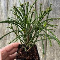 Mini Whipcord Western Red Cedar — Thuja plicata 'Whipcord'
