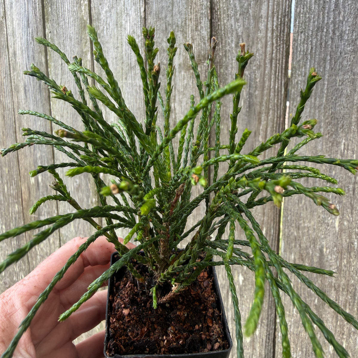 Mini Whipcord Western Red Cedar — Thuja plicata 'Whipcord'