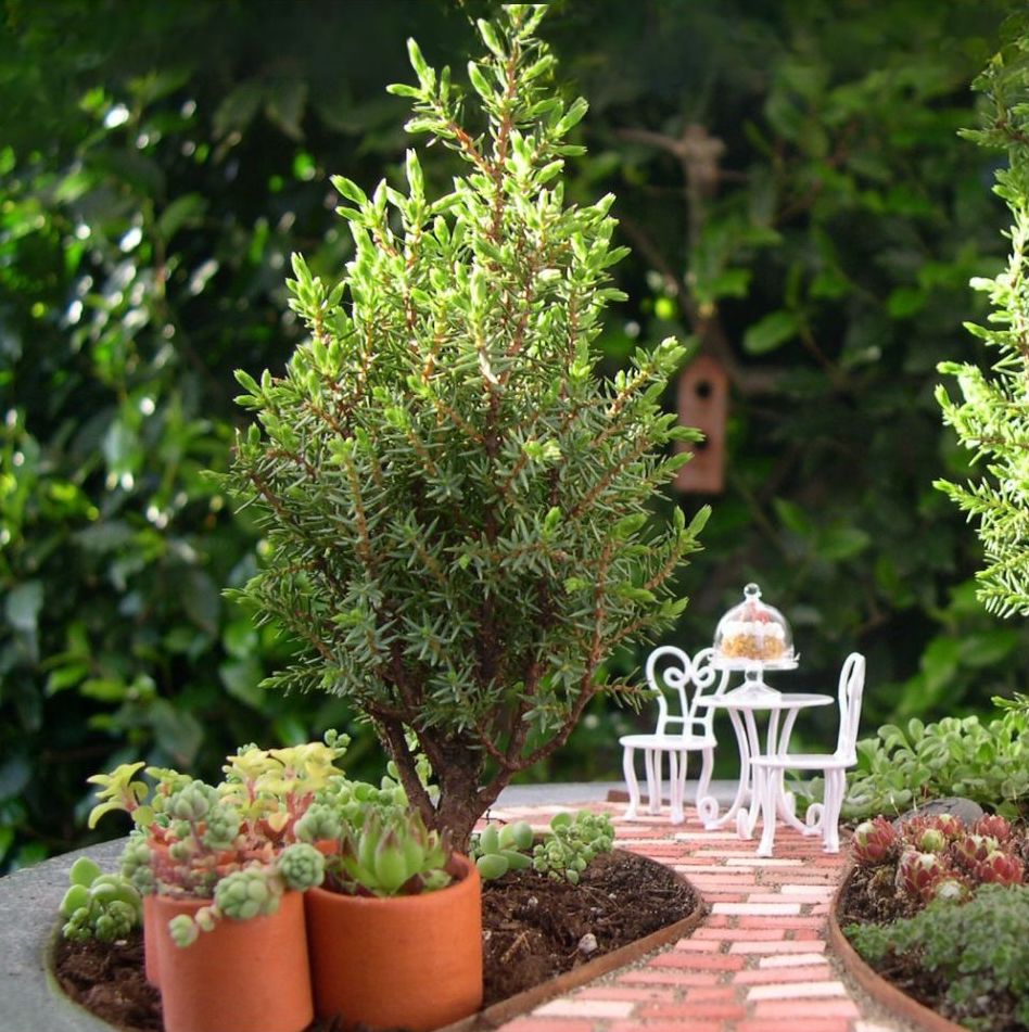 Miniature Juniper - Juniperus communis 'Miniature'
