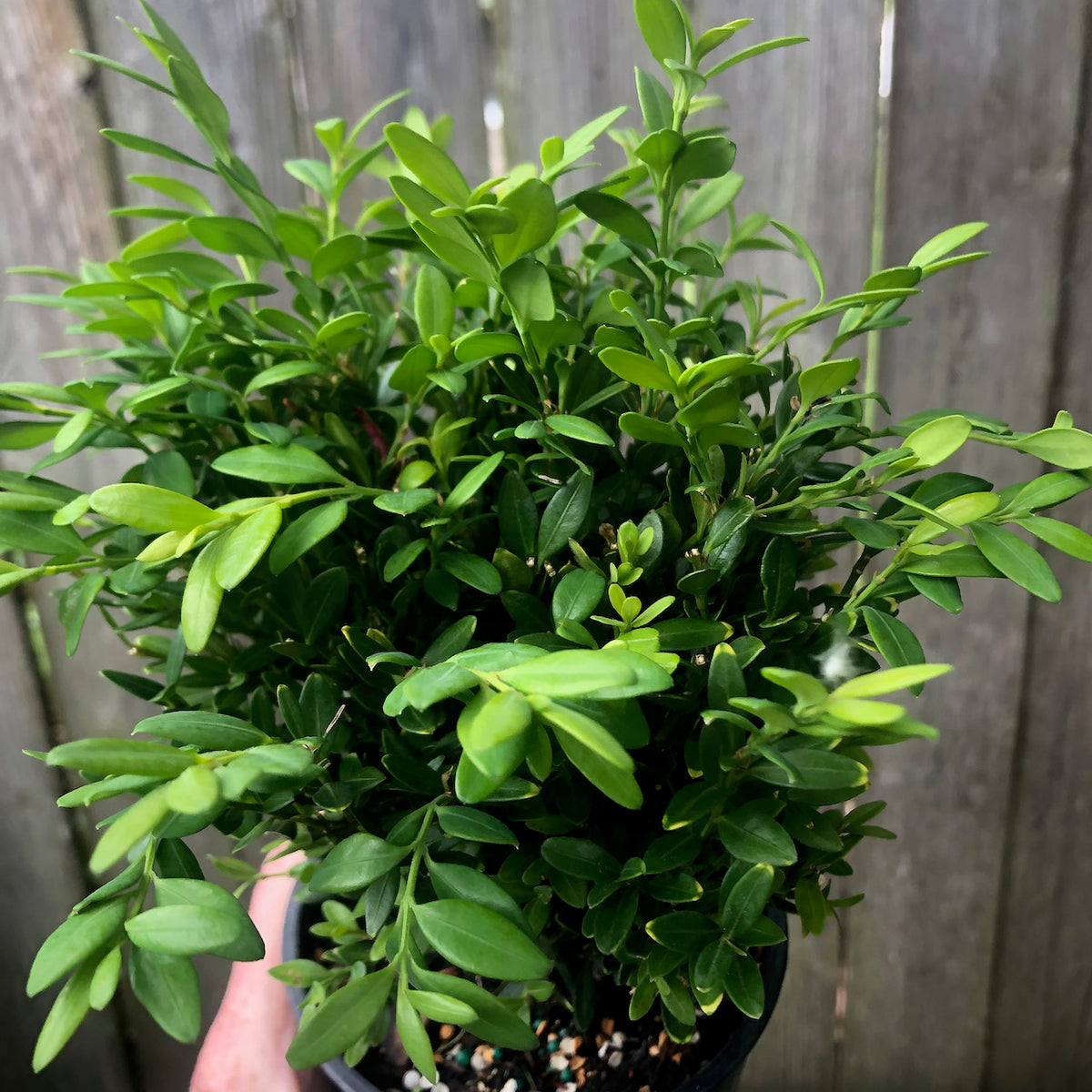 Mont Bruno Boxwood – Buxus sempervirens ‘Mont Bruno