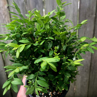 Mont Bruno Boxwood – Buxus sempervirens ‘Mont Bruno