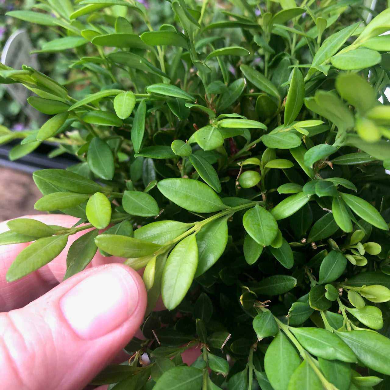 Mont Bruno Boxwood – Buxus sempervirens ‘Mont Bruno