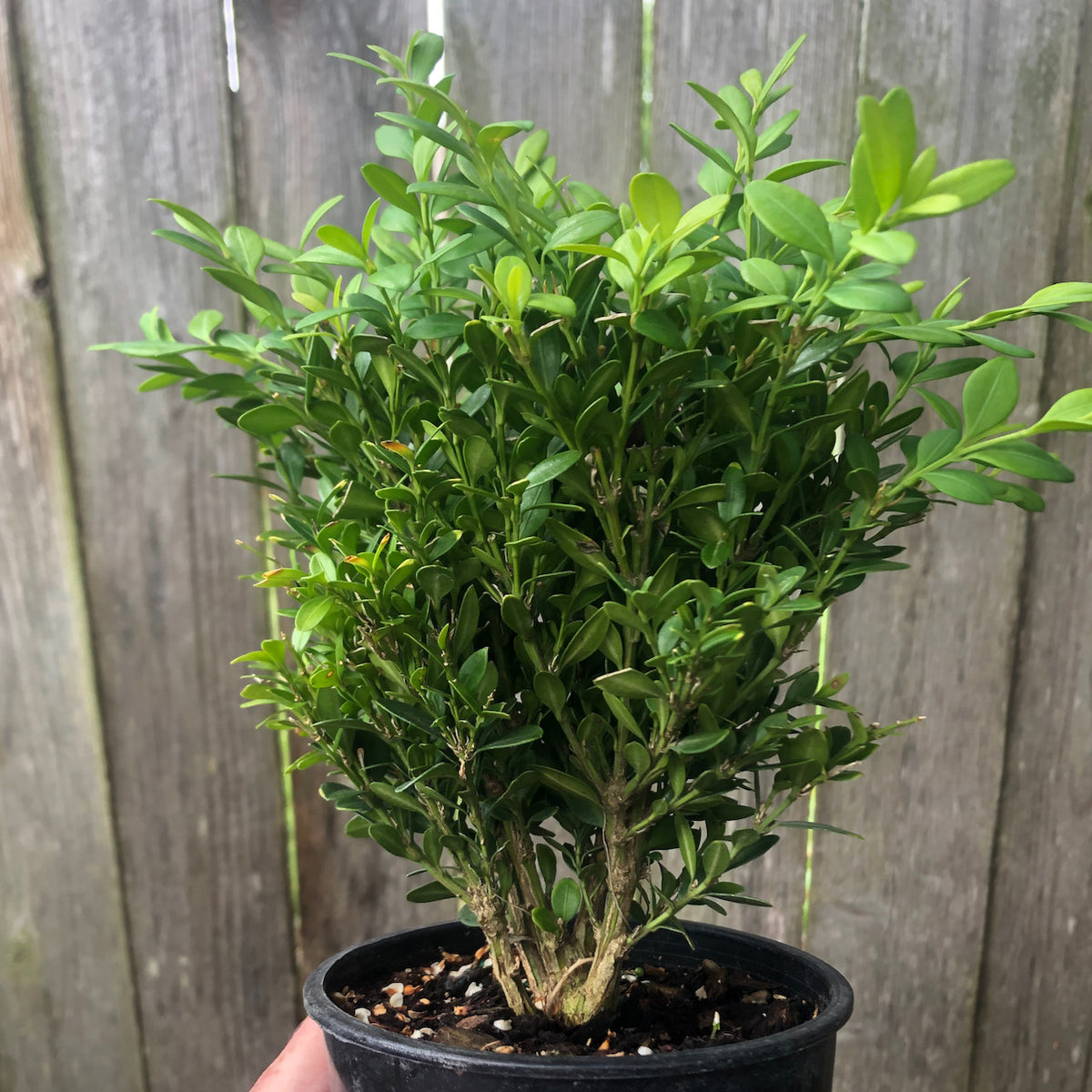Mont Bruno Boxwood – Buxus sempervirens ‘Mont Bruno