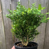 Mont Bruno Boxwood – Buxus sempervirens ‘Mont Bruno