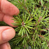 Mops Dwarf Mugo Pine - Pinus mugo 'Mops'