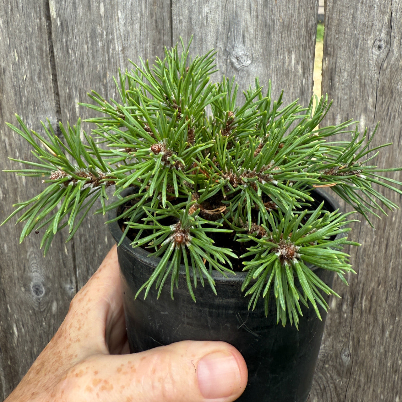 Mops Dwarf Mugo Pine - Pinus mugo 'Mops'