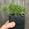 Mops Dwarf Mugo Pine - Pinus mugo 'Mops'