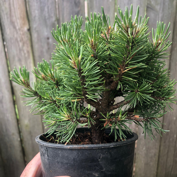 Mops Dwarf Mugo Pine - Pre-Bonsai - Pinus mugo 'Mops'