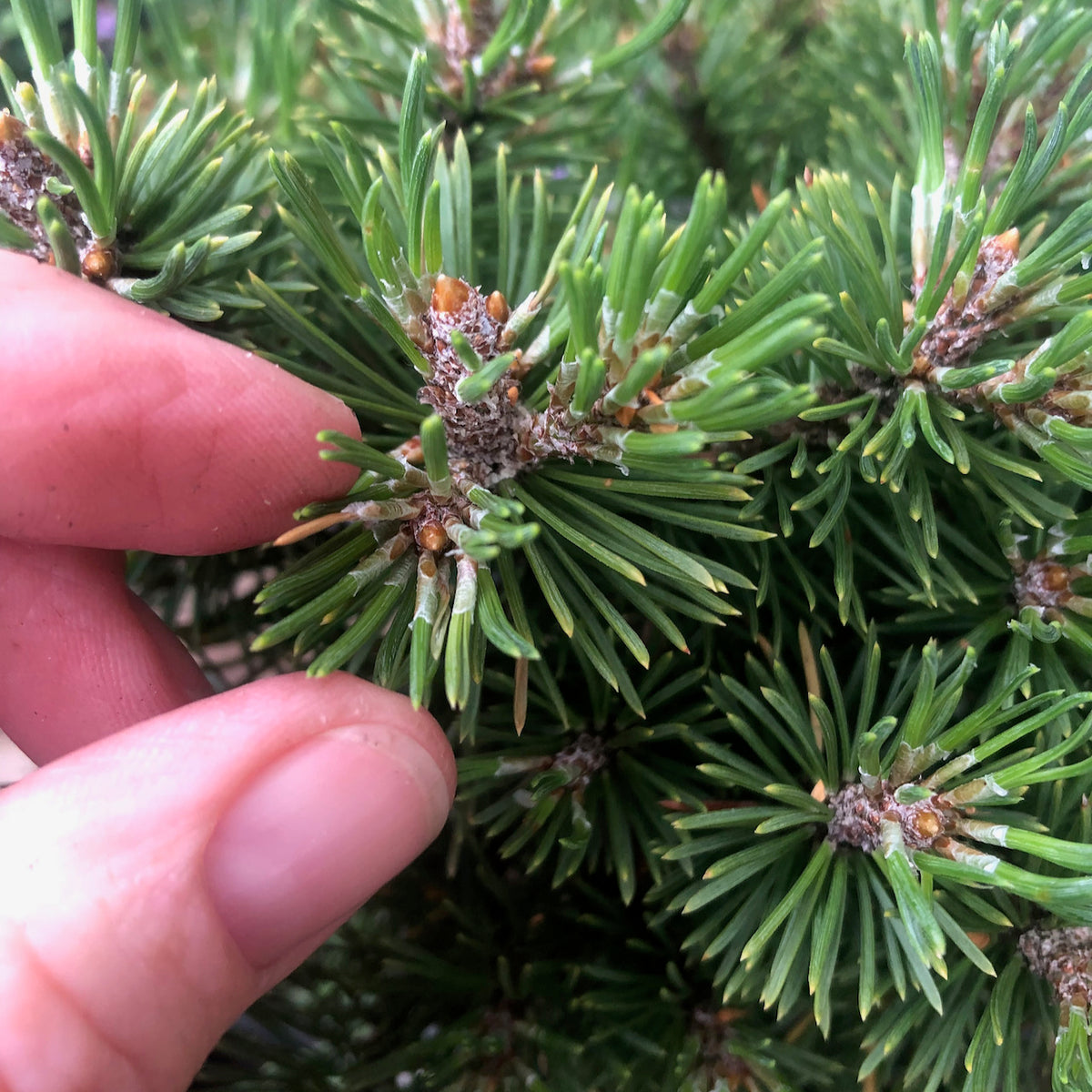 Mops Dwarf Mugo Pine - Pre-Bonsai - Pinus mugo 'Mops'