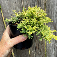 Mother Lode Juniper - Juniperus horizontalis 'Mother Lode'