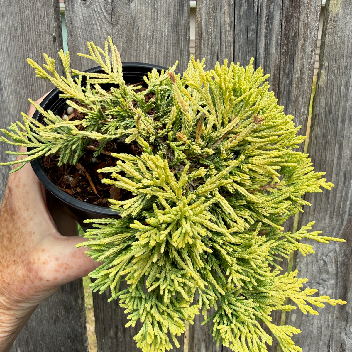 Mother Lode Juniper - Juniperus horizontalis 'Mother Lode'