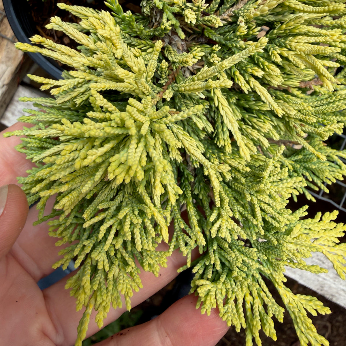 Mother Lode Juniper - Juniperus horizontalis 'Mother Lode'