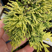 Mother Lode Juniper - Juniperus horizontalis 'Mother Lode'