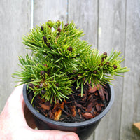 Valley Cushion Mugo Pine - Pinus mugo 'Valley Cushion'