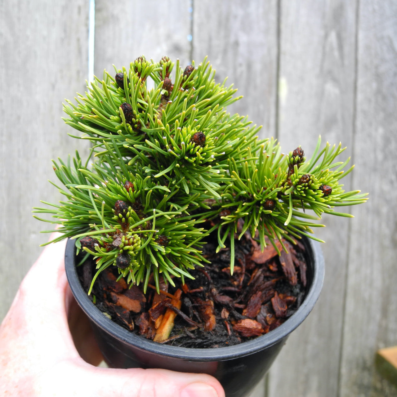 Valley Cushion Mugo Pine - Pinus mugo 'Valley Cushion'