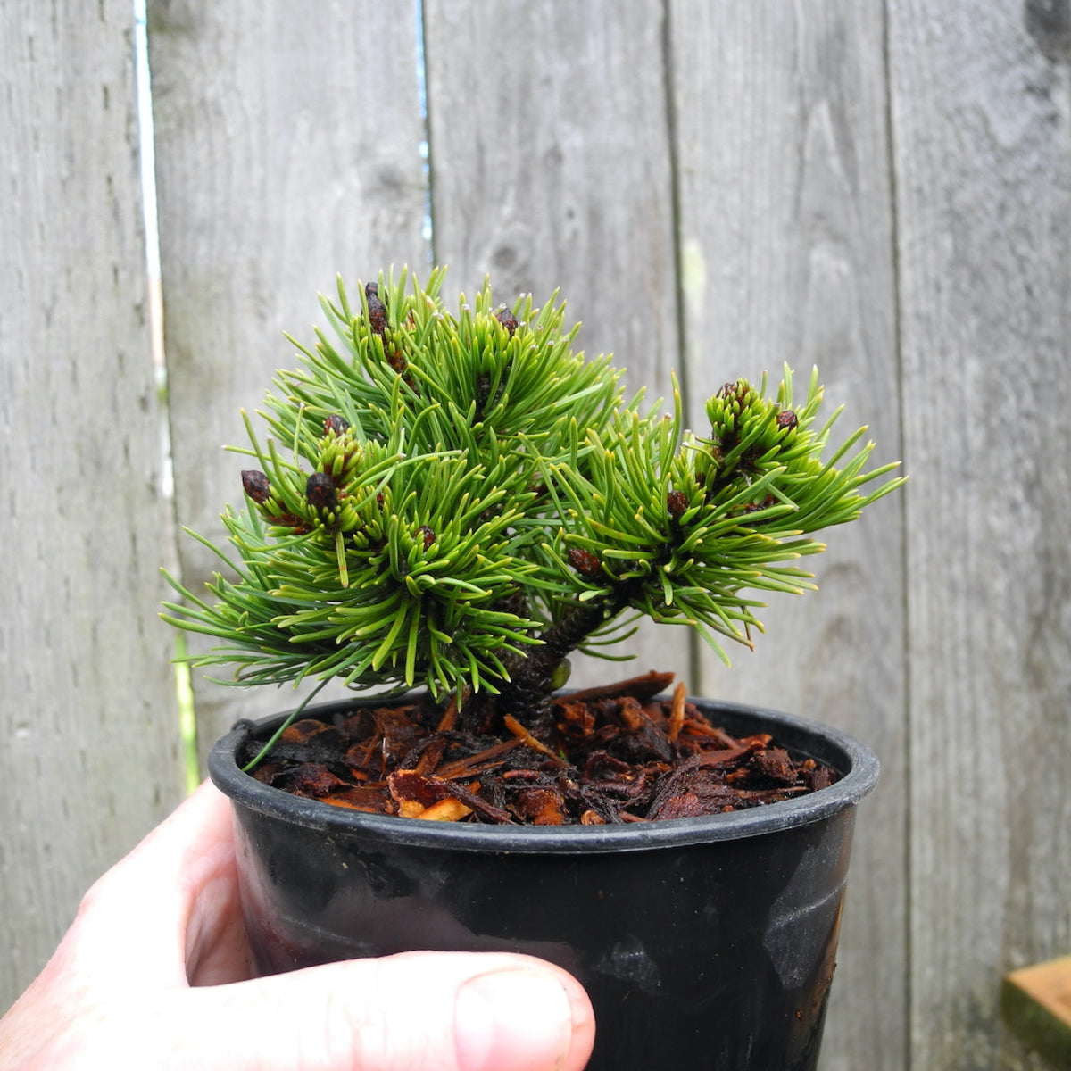 Valley Cushion Mugo Pine - Pinus mugo 'Valley Cushion'