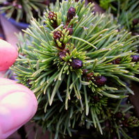 Valley Cushion Mugo Pine - Pinus mugo 'Valley Cushion'