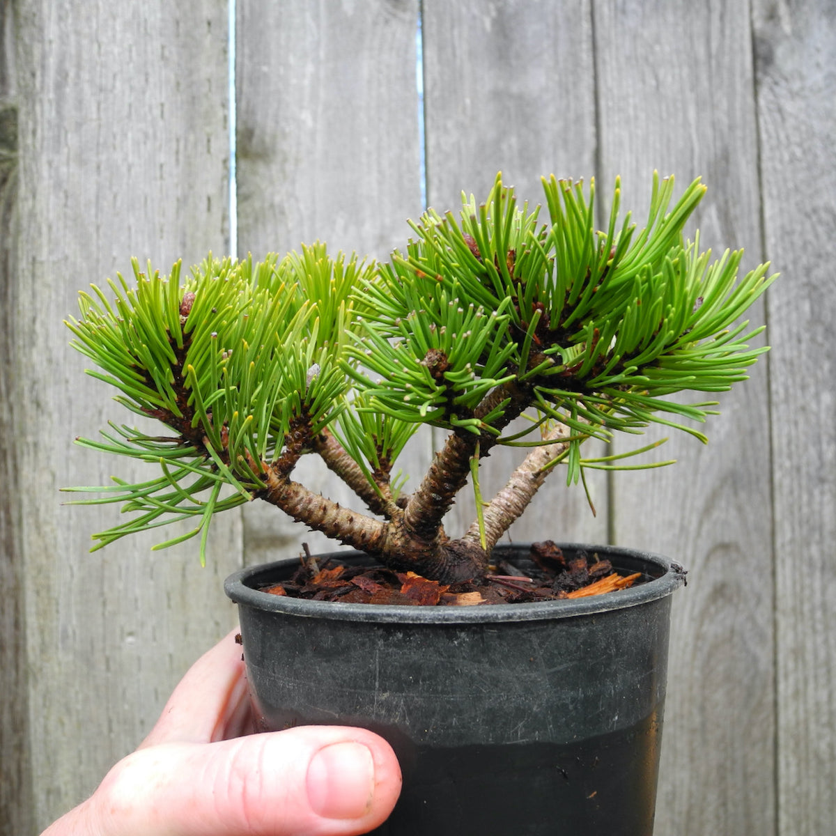 White Bud Mugo Pine - Pinus mugo 'White Bud'