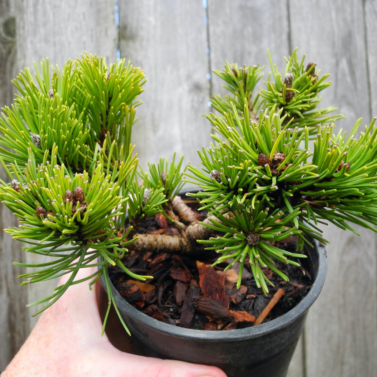 White Bud Mugo Pine - Pinus mugo 'White Bud'