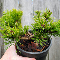 White Bud Mugo Pine - Pinus mugo 'White Bud'