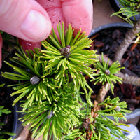 White Bud Mugo Pine - Pinus mugo 'White Bud'