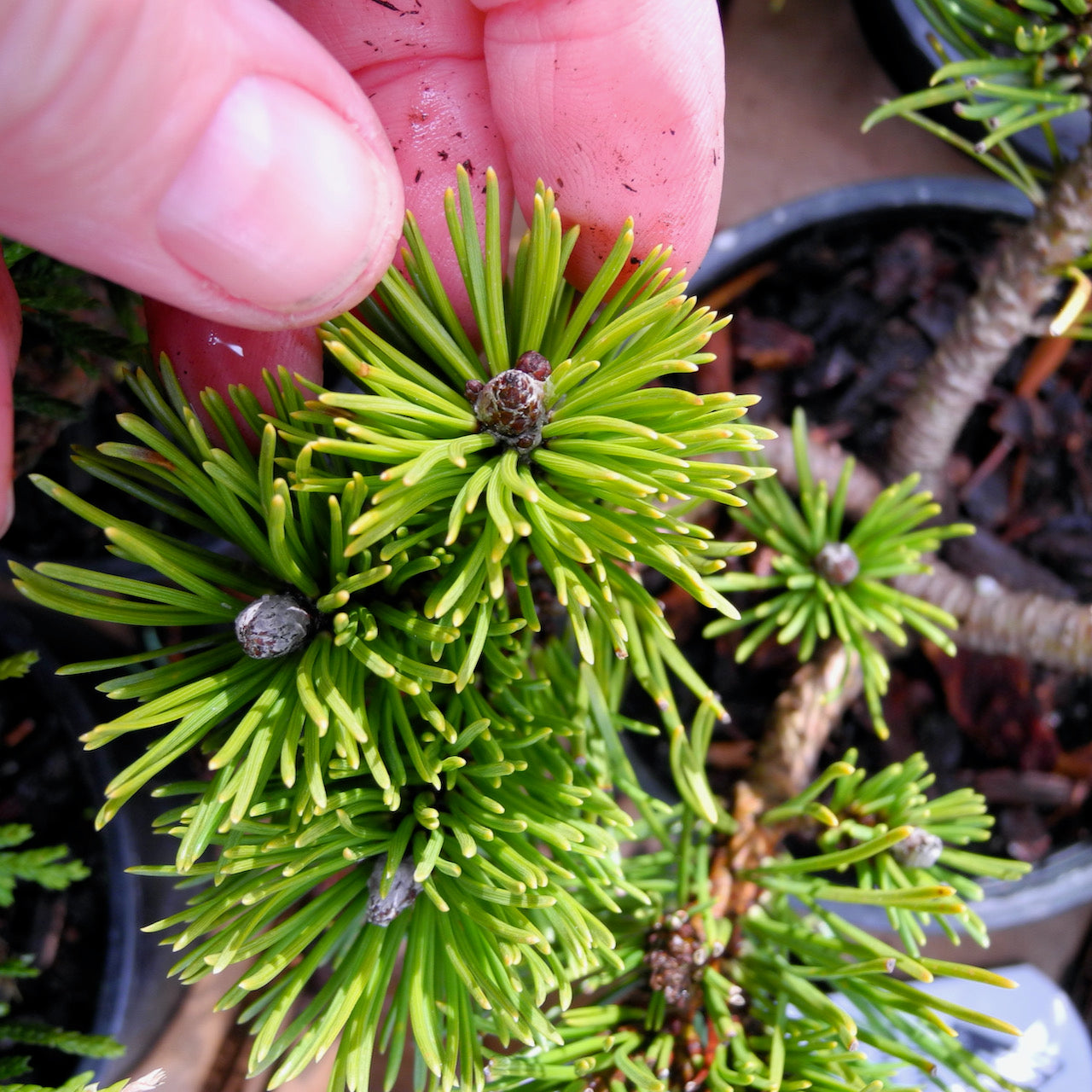 White Bud Mugo Pine - Pinus mugo 'White Bud'