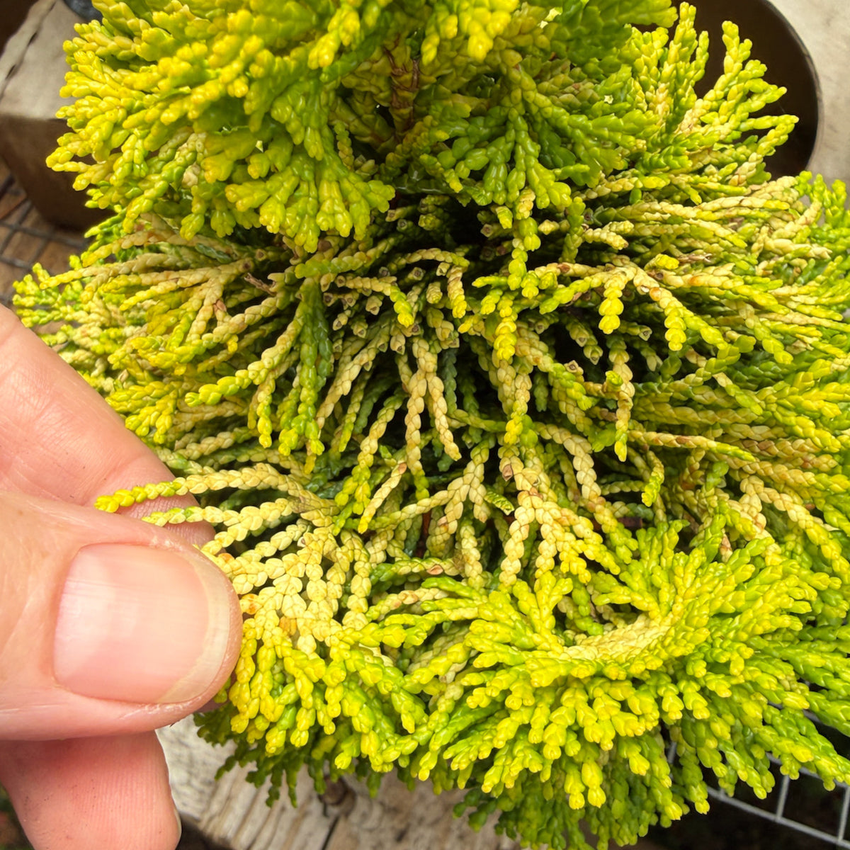 Golden Dwarf Hinoki Cypress - Chameacyparis obtusa 'Nana Lutea'