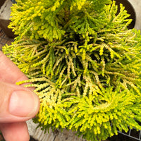 Golden Dwarf Hinoki Cypress - Chameacyparis obtusa 'Nana Lutea'
