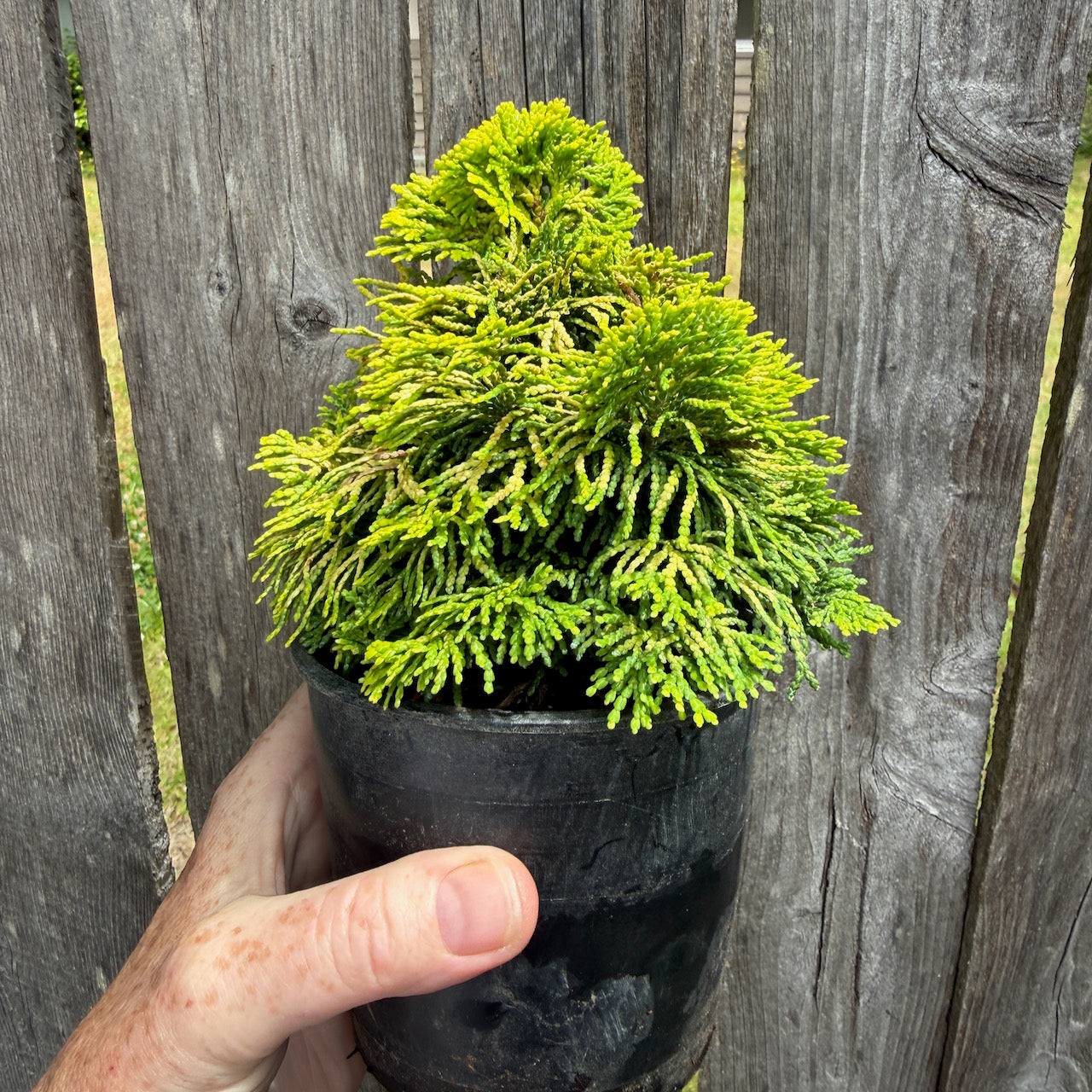 Golden Dwarf Hinoki Cypress - Chameacyparis obtusa 'Nana Lutea'