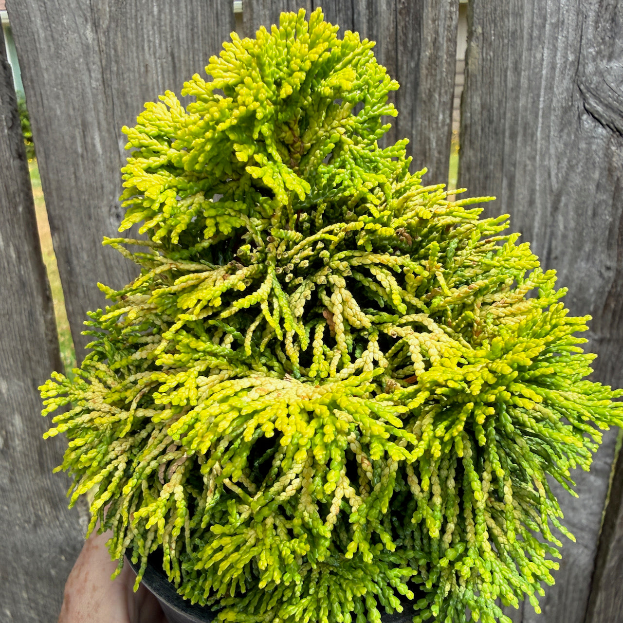 Golden Dwarf Hinoki Cypress - Chameacyparis obtusa 'Nana Lutea'