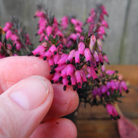 Nathalie Heather - Erica carnea 'Nathalie'