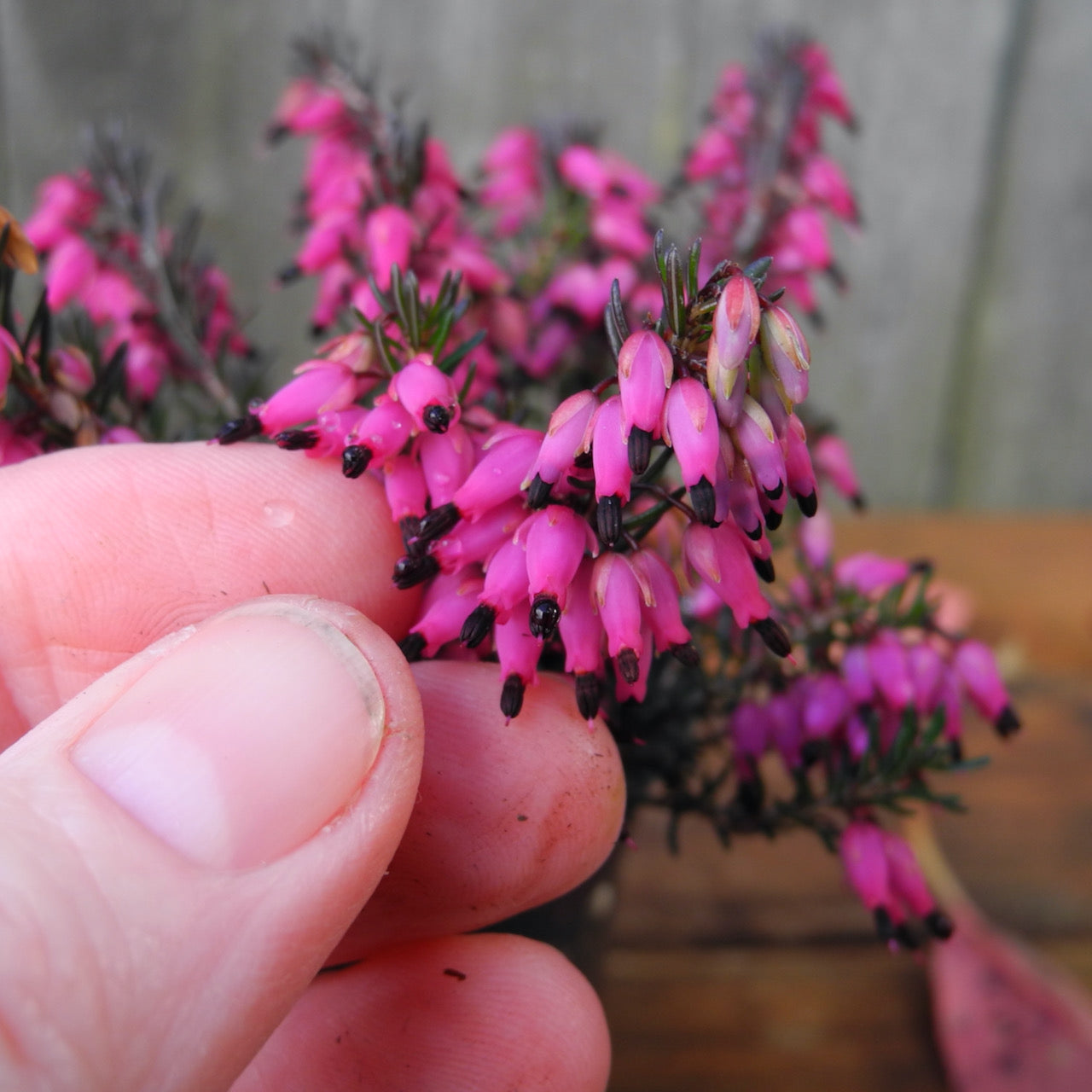 Nathalie Heather - Erica carnea 'Nathalie'