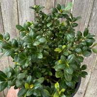 Piccolo Japanese Holly - Ilex crenata 'Piccolo'