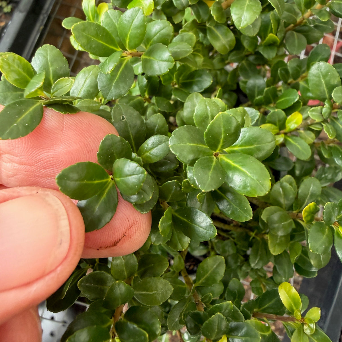 Piccolo Japanese Holly - Ilex crenata 'Piccolo'