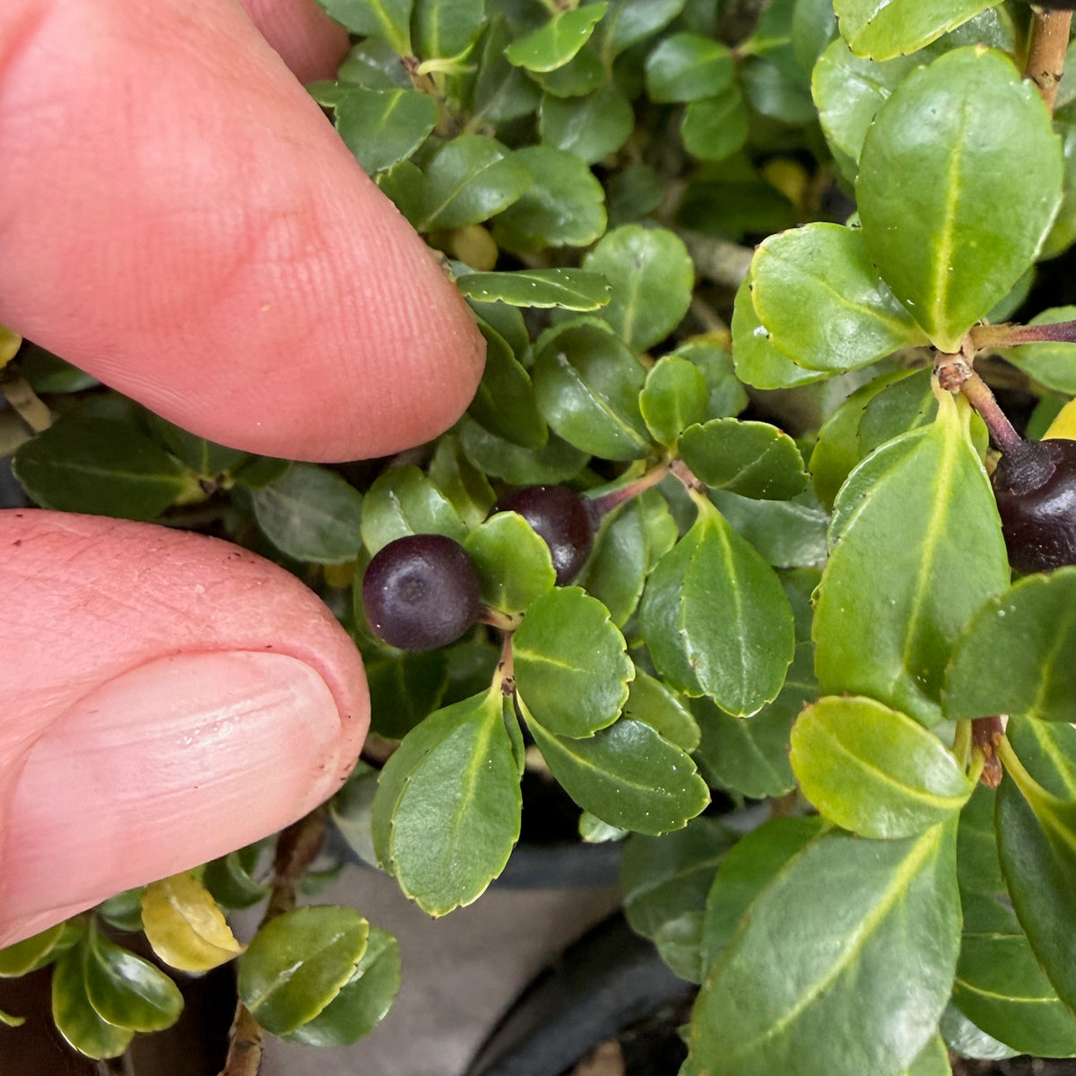 Piccolo Japanese Holly - Ilex crenata 'Piccolo'