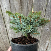 Papoose Sitka Dwarf Spruce - Picea sitchensis 'Papoose'